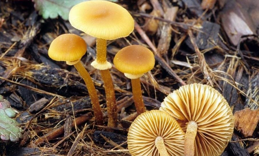 The World's Most Poisonous Mushroom Species You Should Avoid - NSF News ...